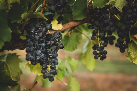 Hideaway Private Tours Hunter Valley- Indulgence Wine Tour (Full Day) - Redcliffe Tourism 3