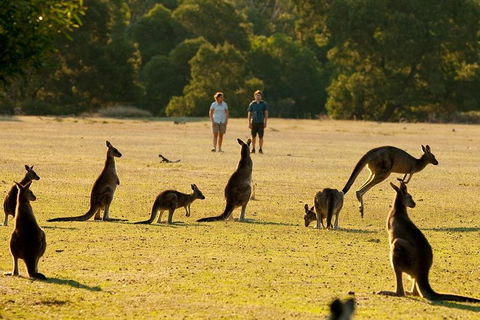 Grampians National Park Small-Group Eco Tour From Melbourne - Redcliffe Tourism 4