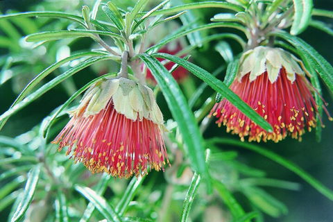 Full-Day Pinnacles Desert And Yanchep National Park Tour From Perth - Redcliffe Tourism 1