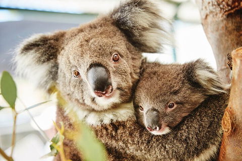 Full-Day Pinnacles Desert And Yanchep National Park Tour From Perth - Redcliffe Tourism 5