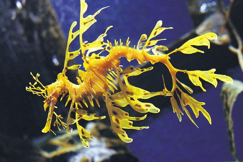 SEA LIFE Melbourne Aquarium Admission Ticket - Redcliffe Tourism 0