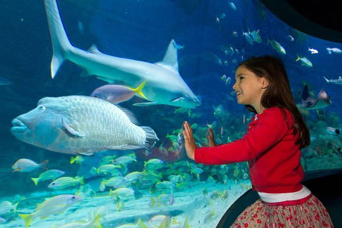 SEA LIFE Melbourne Aquarium Admission Ticket - Redcliffe Tourism 1