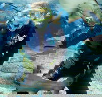 Shark Dive Experience at SEA LIFE Melbourne Aquarium - Redcliffe Tourism