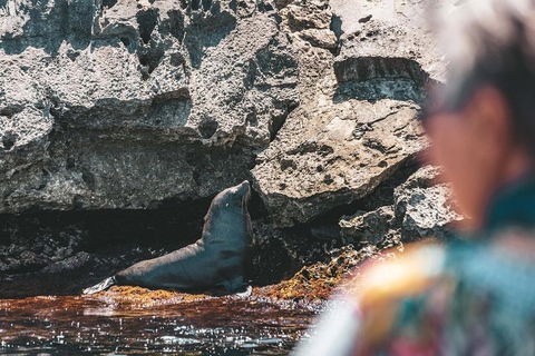 Adventure Rottnest Tour With Ferry & Adventure Cruise From Perth Or Fremantle - Redcliffe Tourism 1
