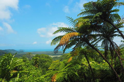 Cape Tribulation, Daintree Rainforest And Wildlife Tour - Redcliffe Tourism 3