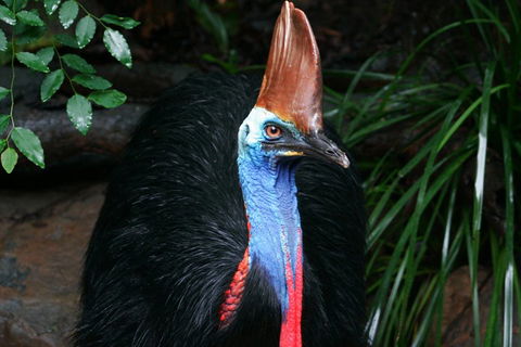 Cape Tribulation, Daintree Rainforest And Wildlife Tour - Redcliffe Tourism 5