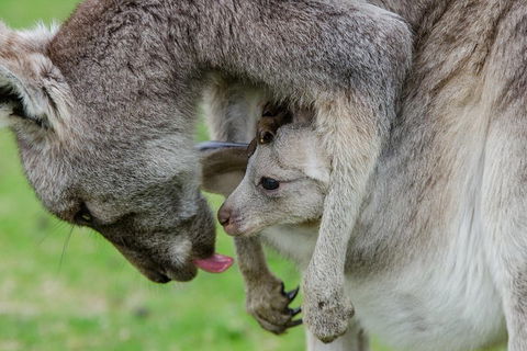 3-Day Melbourne To Adelaide Small-Group Tour Via Great Ocean Road Grampians - Redcliffe Tourism 1