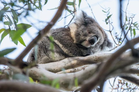 Great Ocean Road And Grampians 2 Day Short Break Escape From Melbourne - Redcliffe Tourism 2