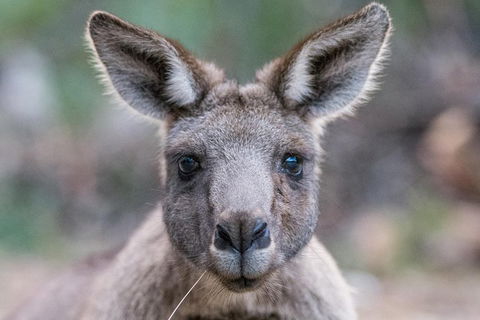 Great Ocean Road And Grampians 2 Day Short Break Escape From Melbourne - Redcliffe Tourism 4