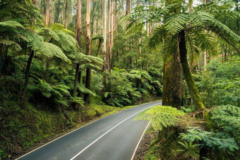 Melbourne Snow Trip To Lake Mountain With Chocolates Visit To A Waterfall - Redcliffe Tourism 2