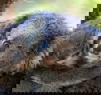 Healesville Sanctuary General Entry Ticket - Redcliffe Tourism
