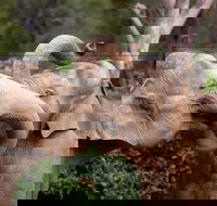 Melbourne Zoo General Entry Ticket - Redcliffe Tourism