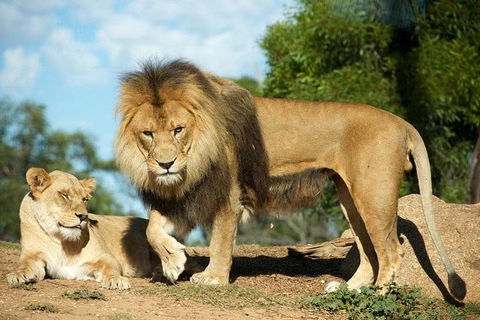 Werribee Open Range Zoo General Admission Ticket - Redcliffe Tourism 1