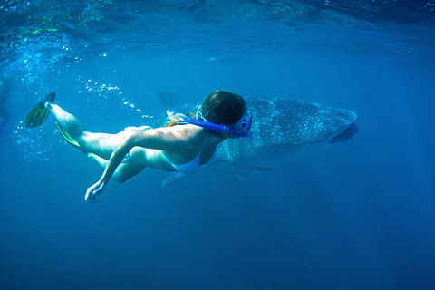 6-Day Coral Coaster From Perth To Exmouth One-Way Via Monkey Mia Ningaloo Reef - Redcliffe Tourism 3