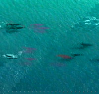 40-45 Minute Port Stephens and Stockton Beach Helicopter Flight - For 2 - Redcliffe Tourism