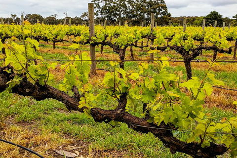 Margaret River Indulge And Discover Day Tour - Redcliffe Tourism 5