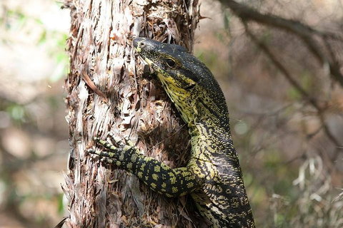 Byron Bay Combo: Minyon Falls And Hinterland Day Trip And Learn To Surf At Byron Bay - Redcliffe Tourism 0