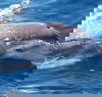 Jervis Bay Dolphin Watch Cruise - Redcliffe Tourism