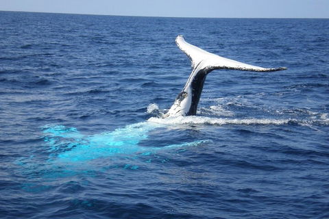 Whale Watching Jervis Bay - Redcliffe Tourism 0