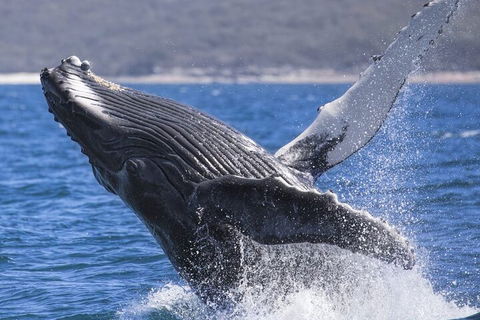 Whale Watching Jervis Bay - Redcliffe Tourism 2