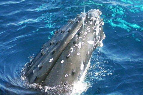 Whale Watching Jervis Bay - Redcliffe Tourism 3
