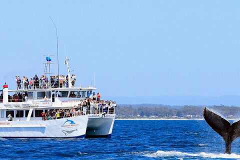 Whale Watching Jervis Bay - Redcliffe Tourism 4