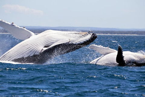 Whale Watching Jervis Bay - Redcliffe Tourism 5