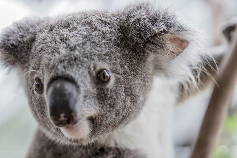 Ultimate Sydney Pass - Redcliffe Tourism 2