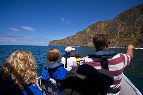Seal Island Boat Tour From Victor Harbor - Redcliffe Tourism 0