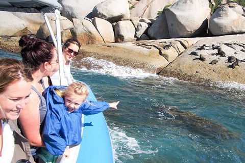 Seal Island Boat Tour From Victor Harbor - Redcliffe Tourism 4