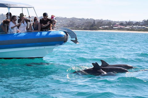 Seal Island Boat Tour From Victor Harbor - Redcliffe Tourism 5