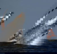 Sydney Harbour Tall Ship Whale  Sail - Whale Watching Cruise - Redcliffe Tourism