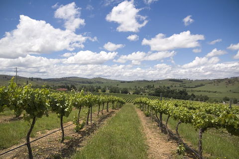 Hunter Valley Wine Tour From Sydney Incl Lunch, Cheese, Chocolate And Distillery - Redcliffe Tourism 0