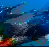 Scuba Dive the S.S. Yongala Wreck on the Great Barrier Reef. - Redcliffe Tourism