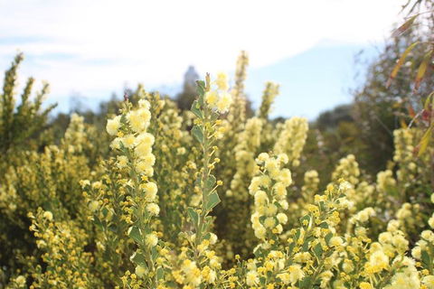 Margaret River Coastal And Wildlife Eco Trip From Busselton Or Dunsborough - Redcliffe Tourism 4